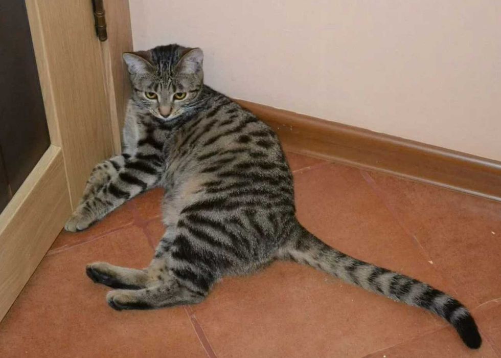 Домашняя кошечка