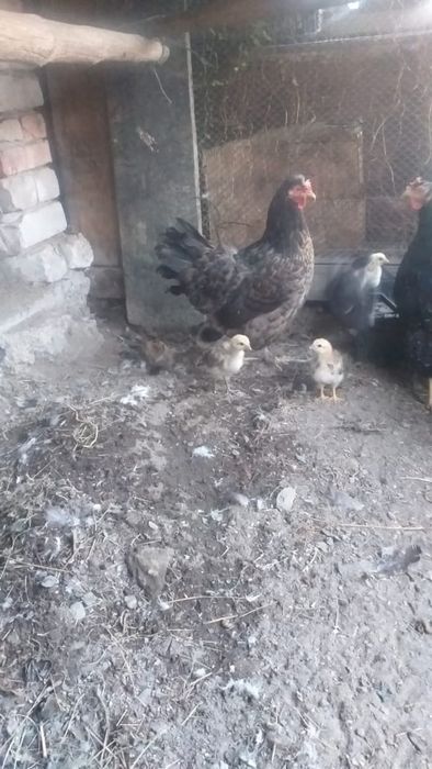 Петух и квочка срочно