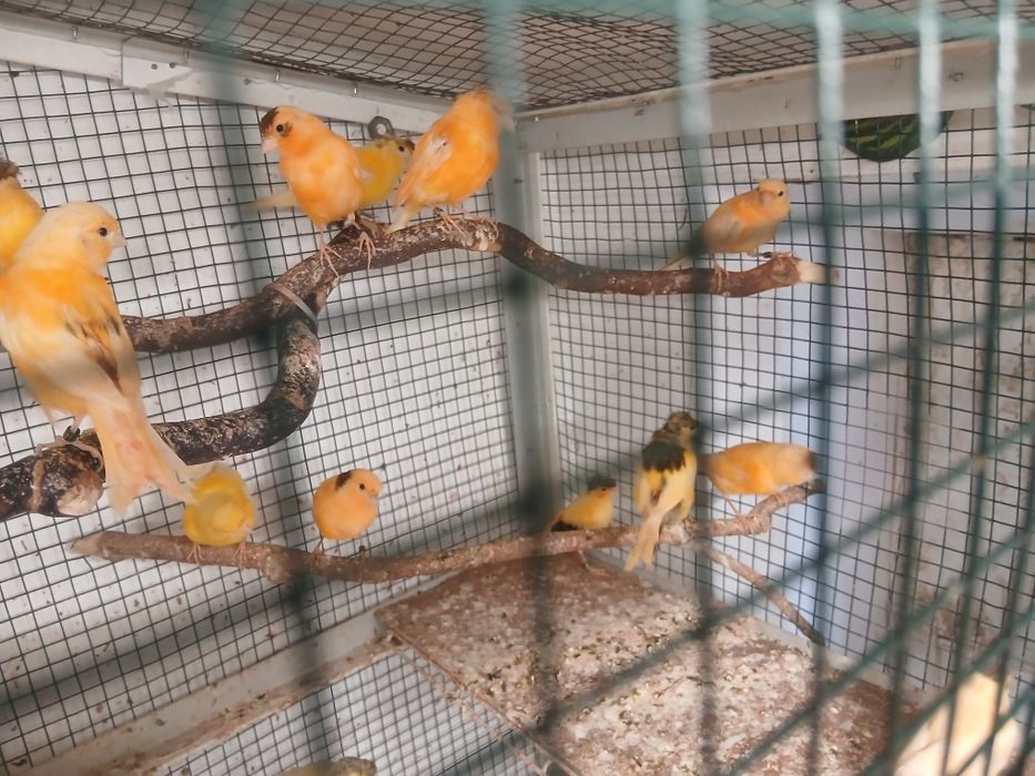 canari masculi tineri