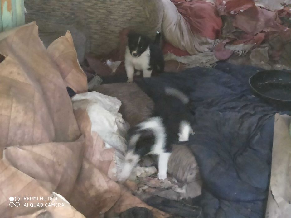 Отдам щенков в добрые руки