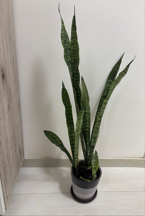 Plantă camera „Limba soacrei” (Sansevieria) in ghiveci ceramic - 85 cm