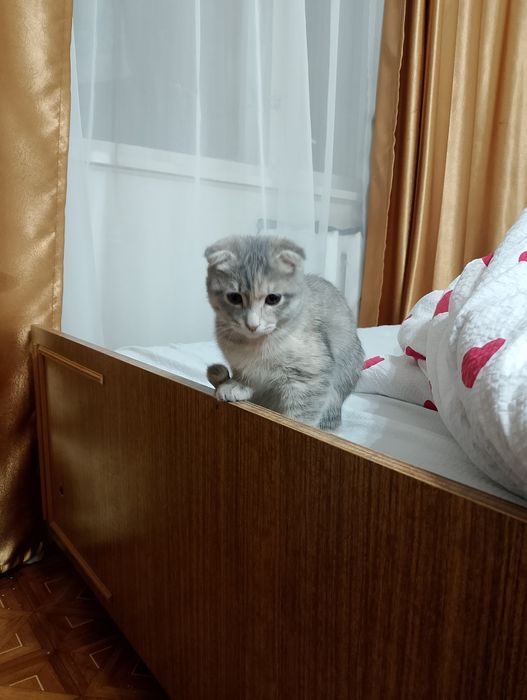 бесплатно кошка заберите