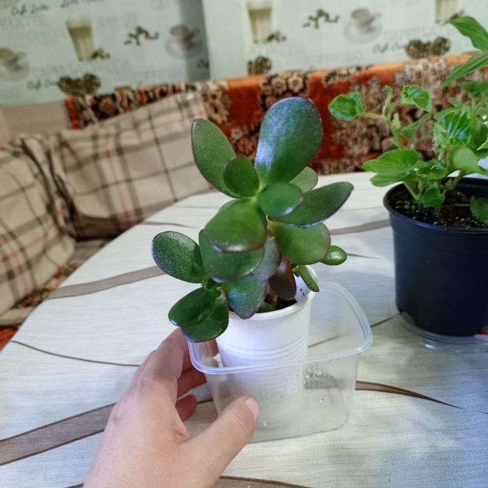 Комнатные цветы : денежное дерево ,