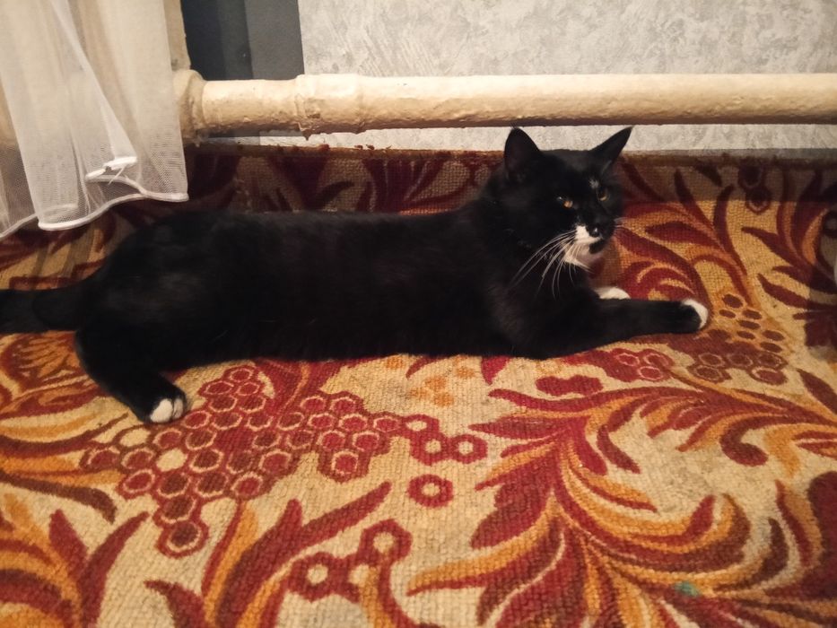 Отдам даром  кота