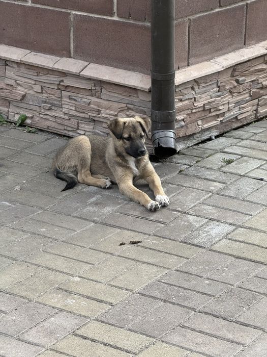 Мальчишка в добрые руки