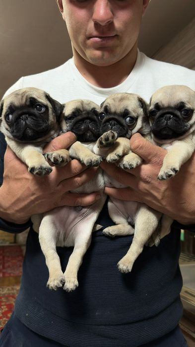 Продам щенят Мопса