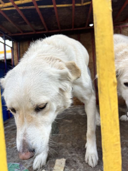 Хорошая Сторожевая собака