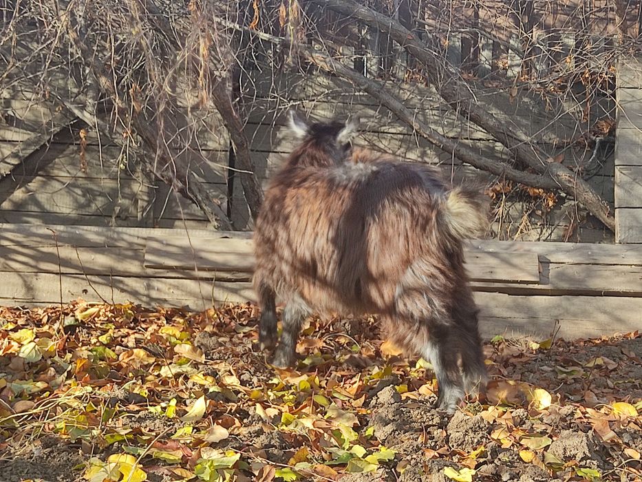 Зәр шығарып, зәр ішкен әйелдер бейнеленген порно