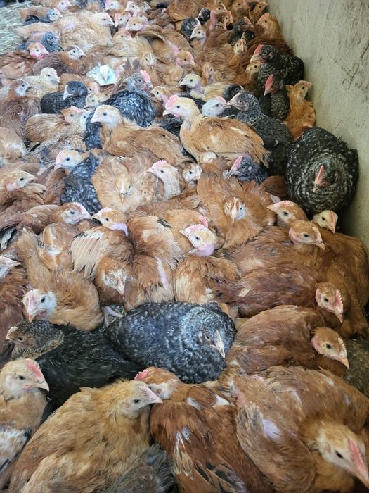 Pui rasa mixta porumbac Kabir