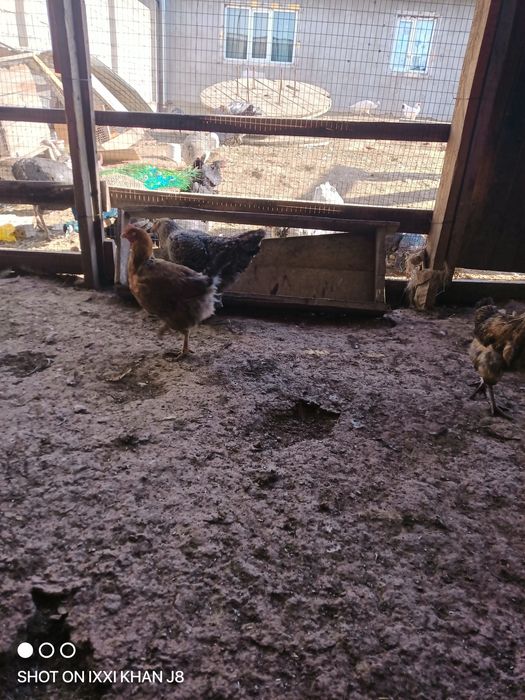 Домашние куры продам