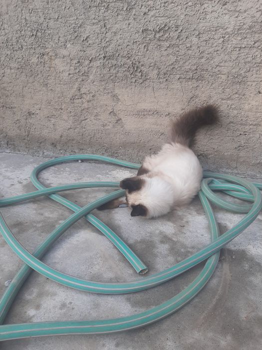 Котёнок 1 год мальчик