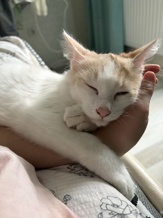 Отдам котенка в добрые руки