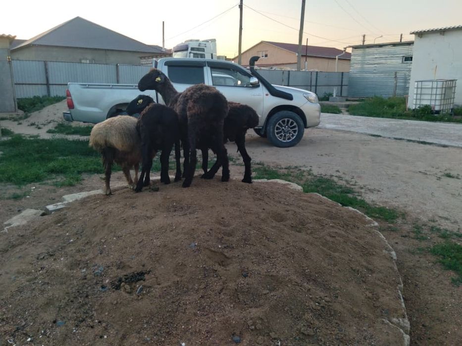 Ісек, марқа бар сатылымда