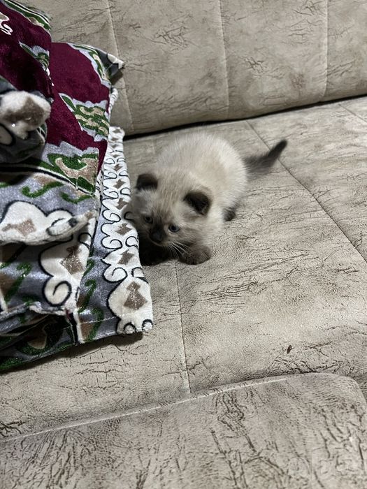 Сиямский мушукчалари сотилади