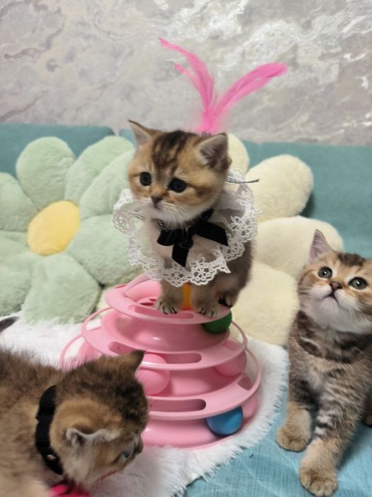 Чистокровные малыши от правильной вязки