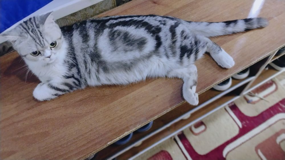 Homiladorlikning dastlabki bosqichlarida jinsiy aloqada qonli oqindi paydo boladi.