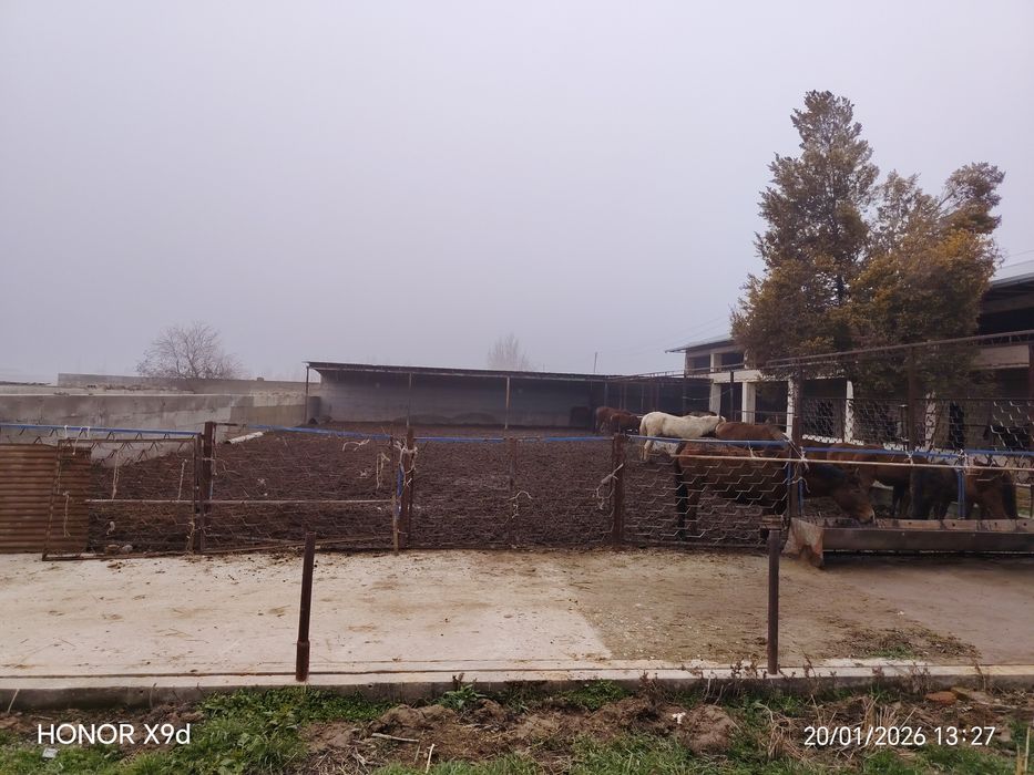 Ferma Yangi yo'lda sotildi Hamroqulda