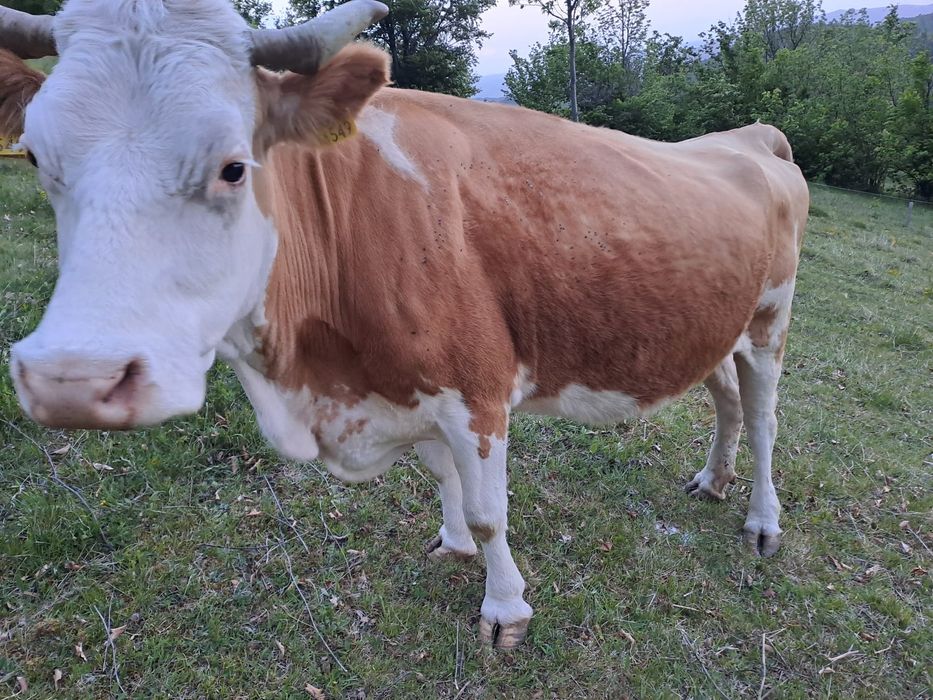 Vând vacă bălțată românească