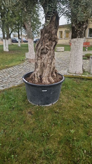 Маслинови   дървета