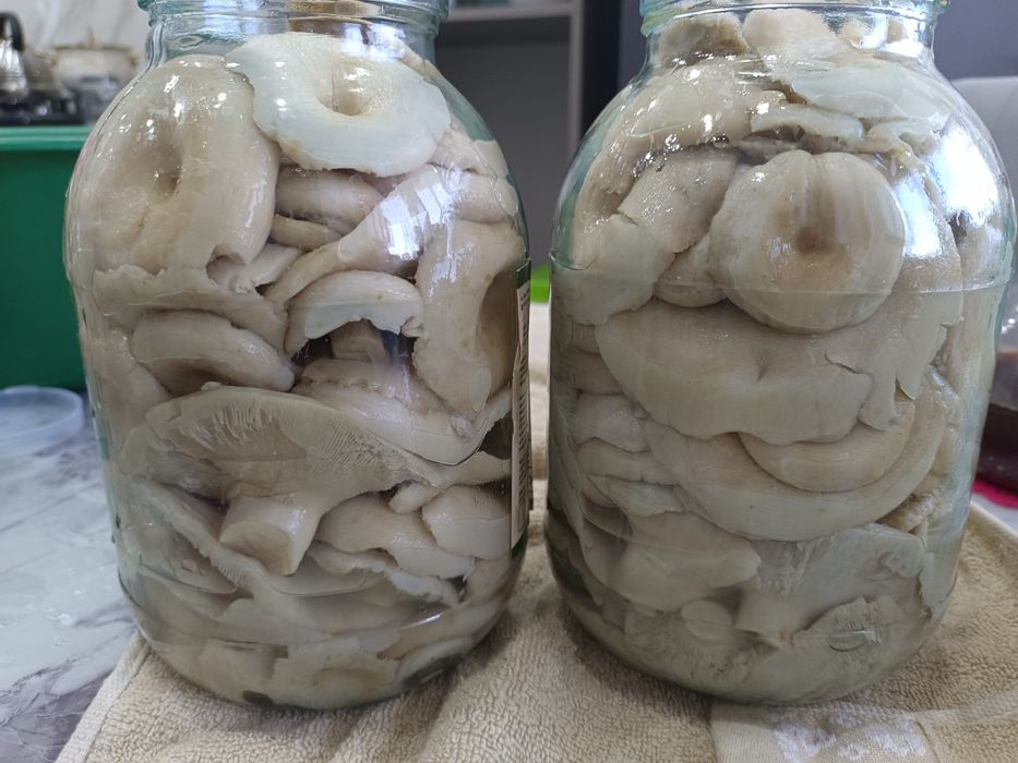 Продам грибы грузди