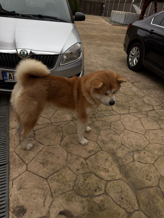 Mascul Akita inu japonez cu pedigree