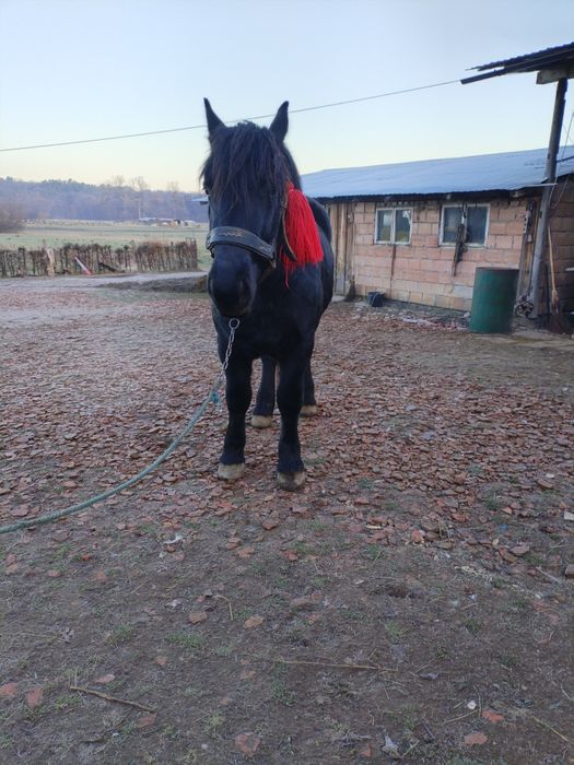 Vând cârlan de doi ani jumate