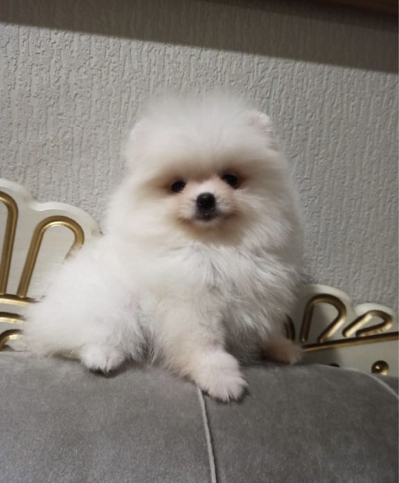 Игрушечные мини шпицульки