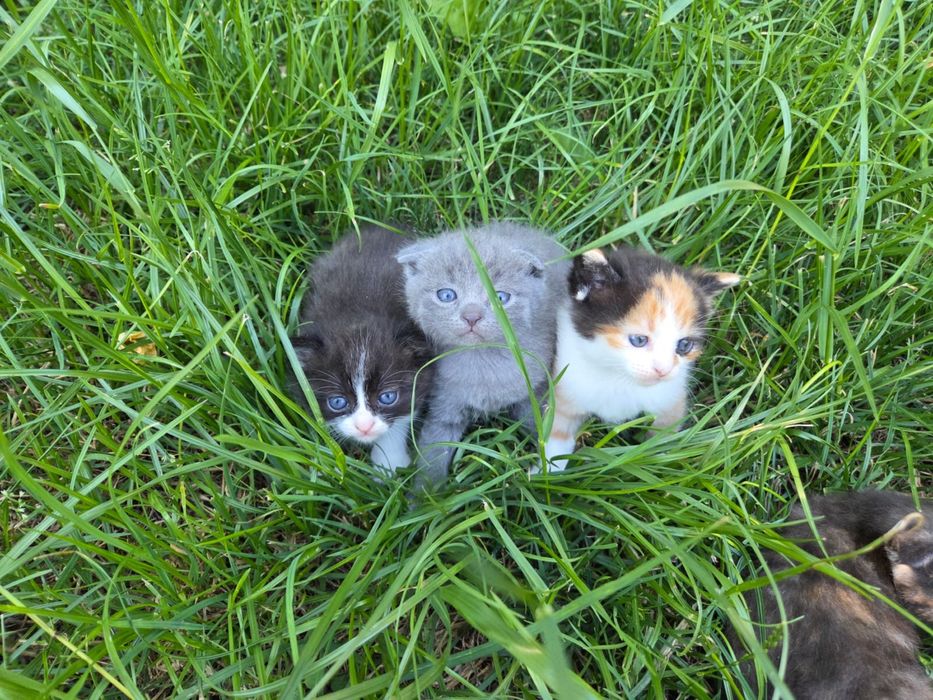 Dau spre adoptie doua pisicute