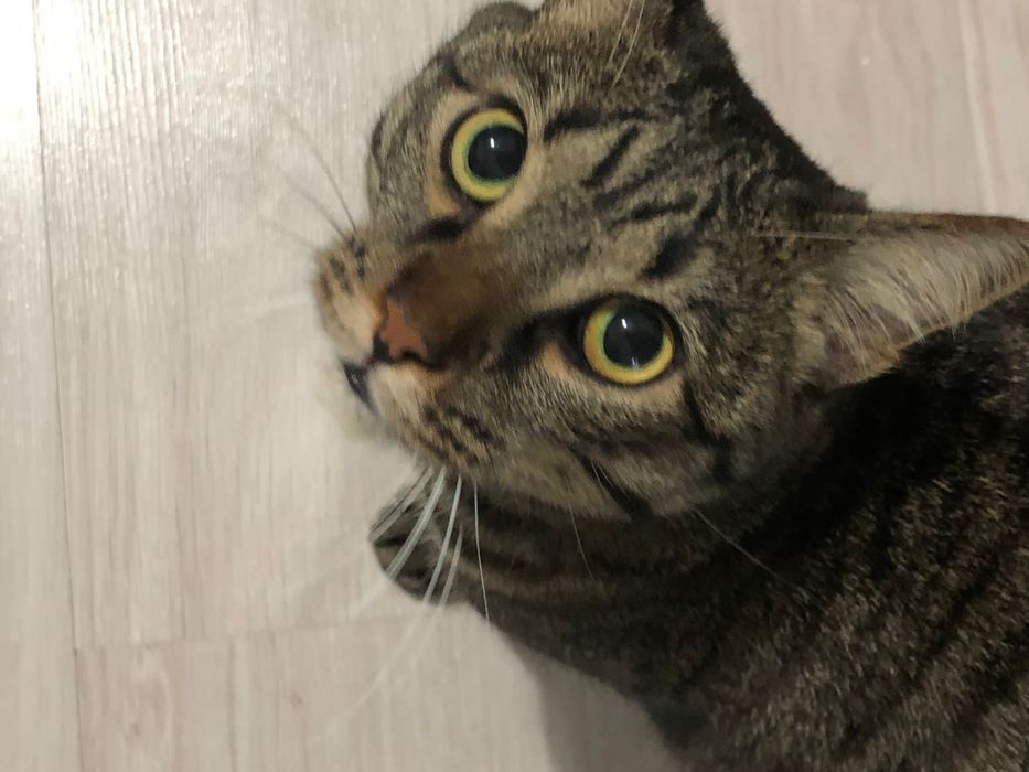 Отдам Кота в хорошие руки