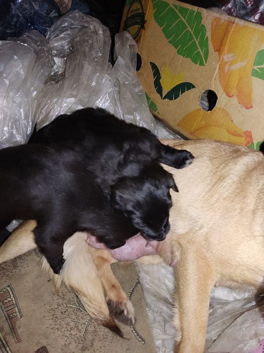 Щеночка в добрые руки