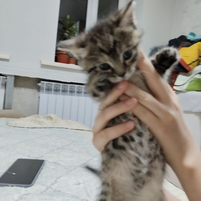 Отдадим котят в добрые руки