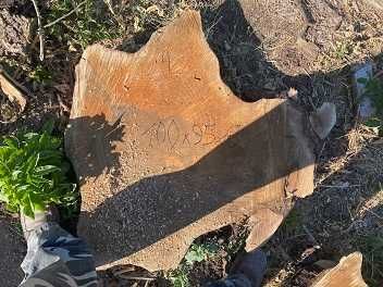 Орех - голями талпи от орех и голями шайби от корен на орех