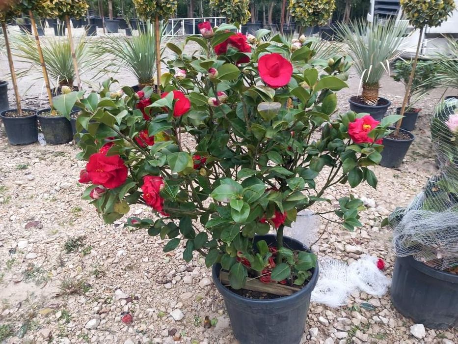 Amenajări grădini de la A la Z