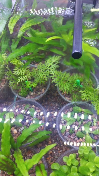 Аквариумные растения