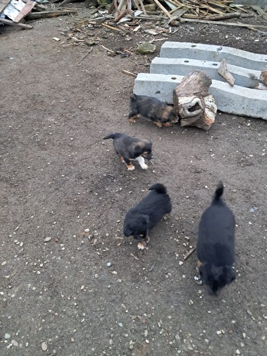 Donez catelusi talie mica