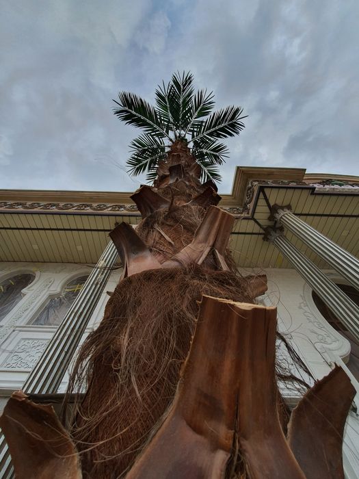 Sun’iy palma va dekorativ daraxtlar