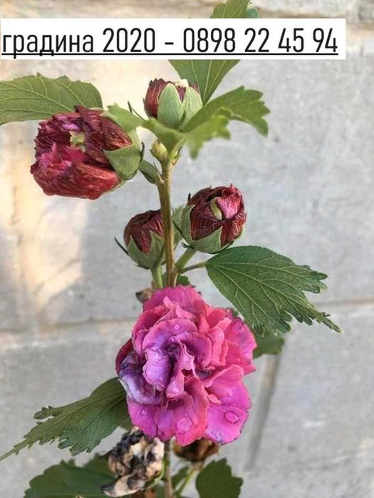 Хибискус Кичест - Дървовидна ружа 
Студоустойчив