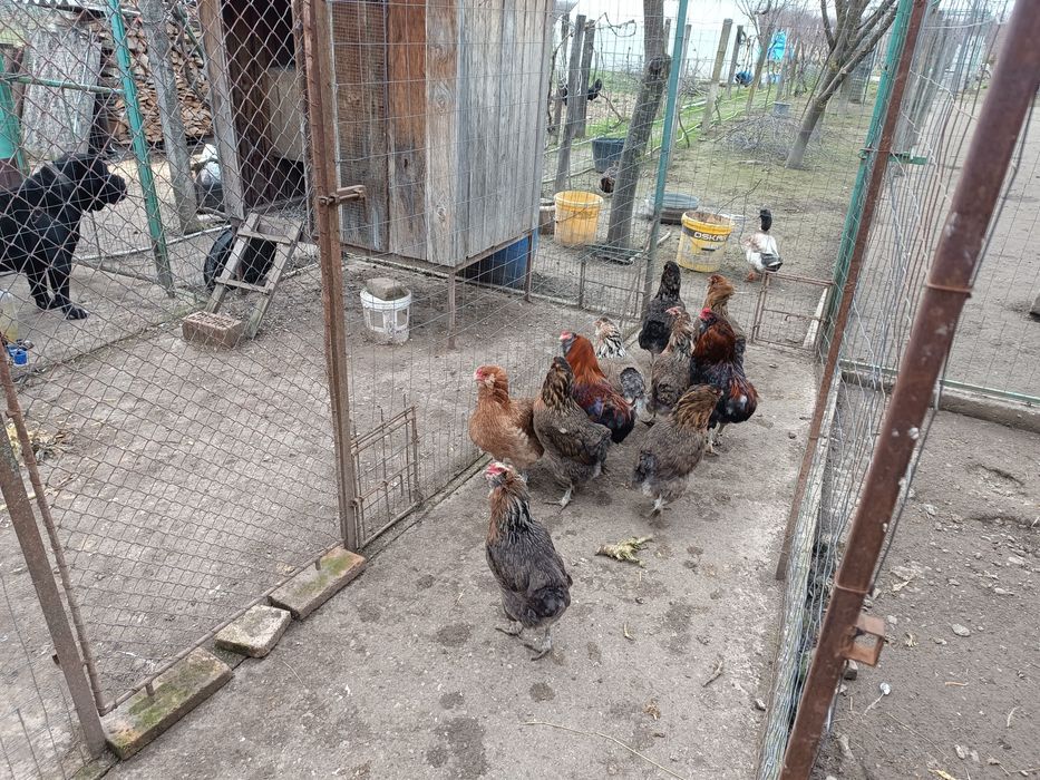 Găini araucana 2025