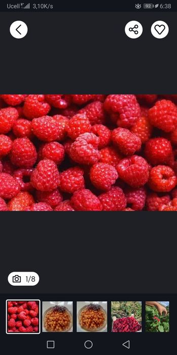 Малина черешня Шпанка