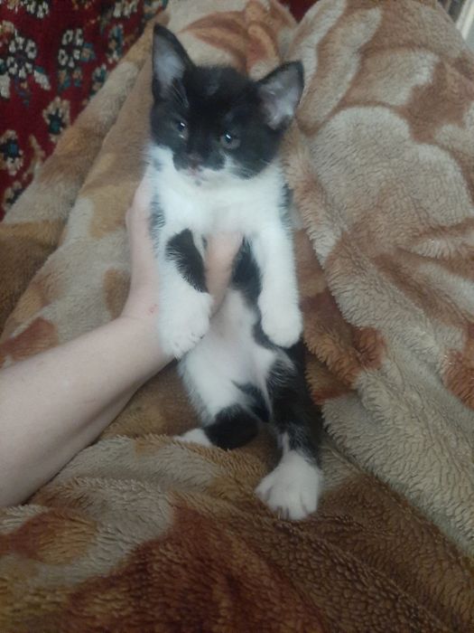 Котята в заботливые руки