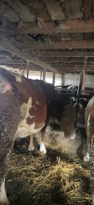 Junici gestante în 9 luni