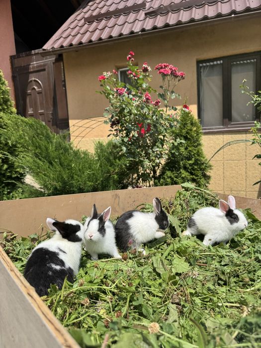 Vand pui de iepuri hermelin pitic si pitic olandez