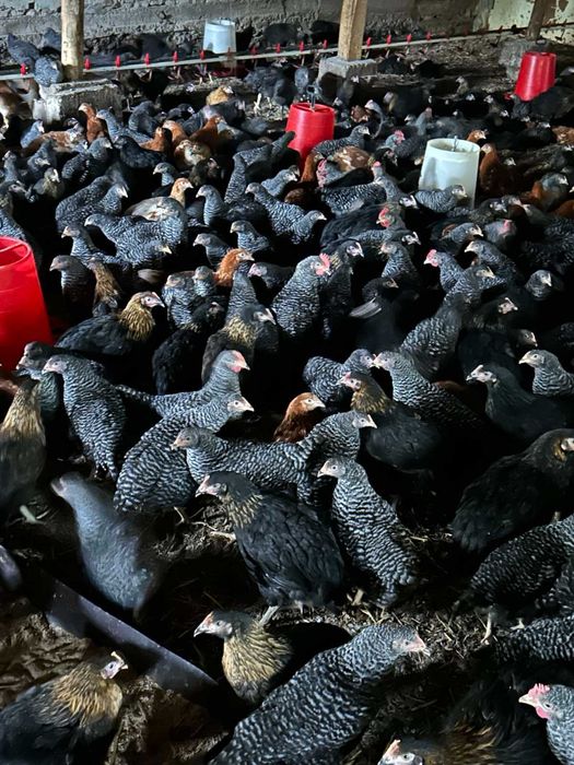 Кокошки Супер Харко