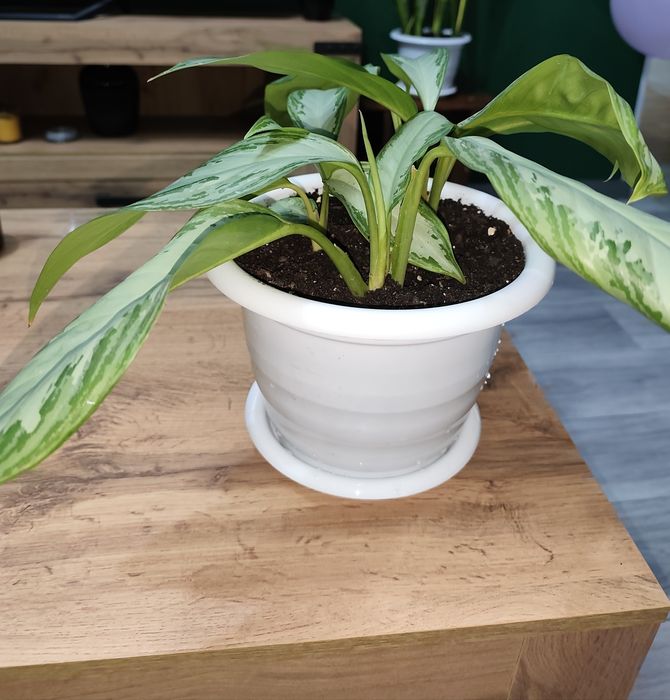 Продам домашнюю Аглонему