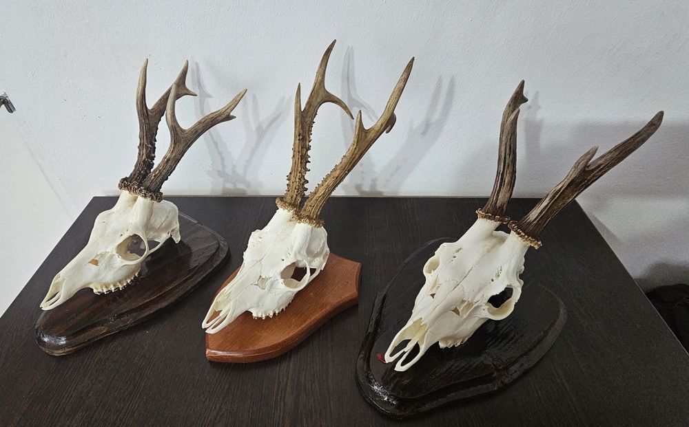 Trofee de caprior