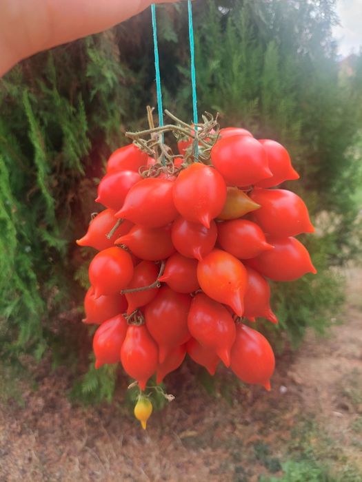 Семена домати Пиеноло дел Везувио