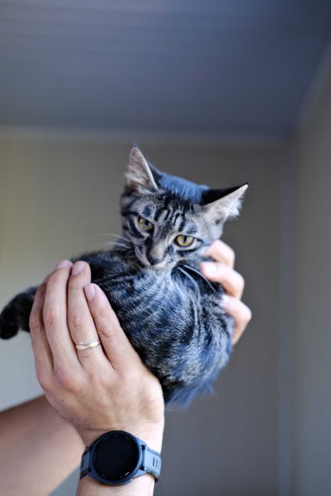 Котенок в любящие руки