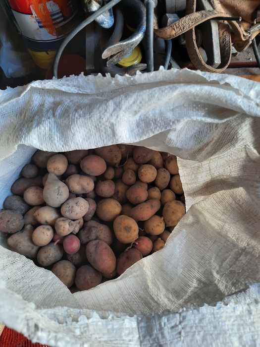Мелкая кормовая картошка