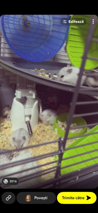 Donez hamsteri pitici