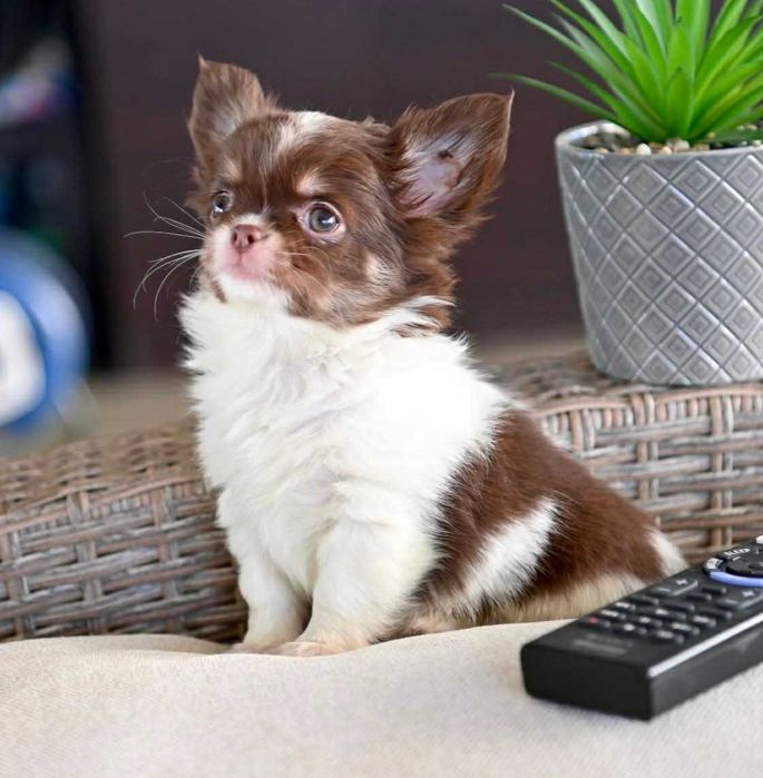 Мъжко дългокосместо мини чихуахуа бял шоколадов тен